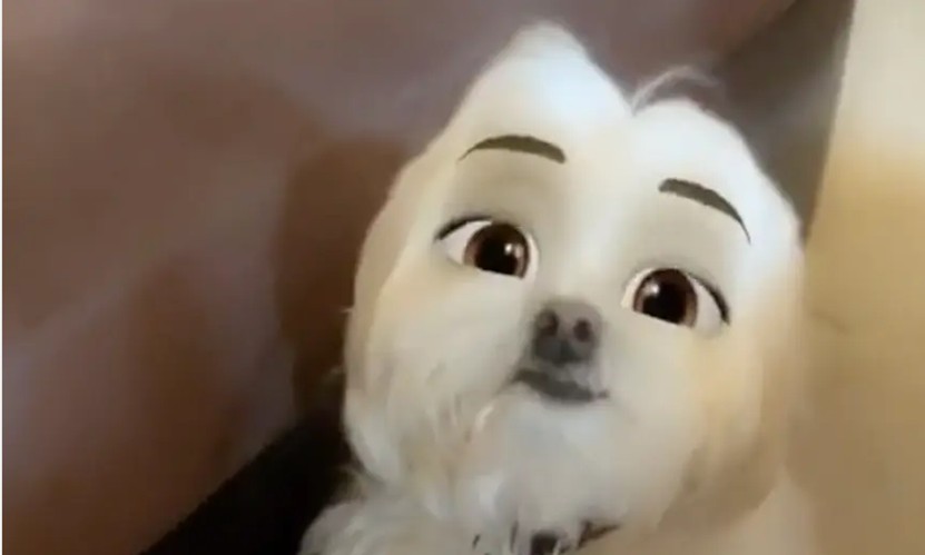 Dog filter on TikTok